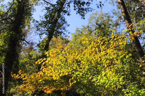 Fototapeta Naklejka Na Ścianę i Meble -  Leaves of Japanese maple which has begun to change color