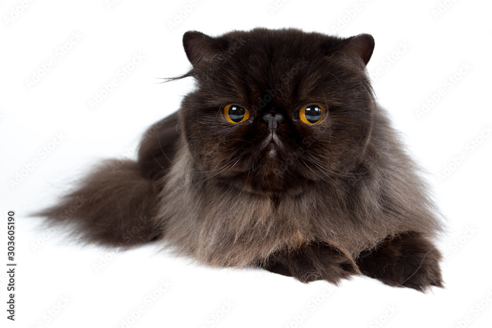 black persian cat isolated on a white background, studio photo black persian cat isolated on a white background, studio photo