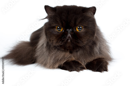 black persian cat isolated on a white background, studio photo