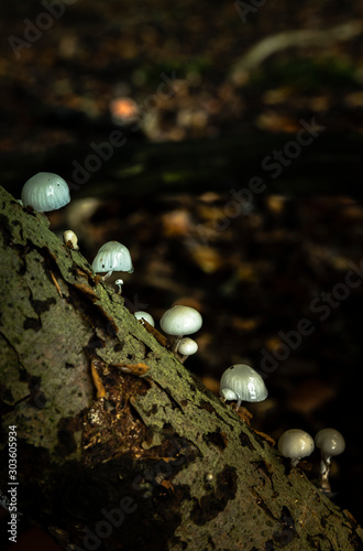 the oudemansiella mucida or porcelain mushroom photo