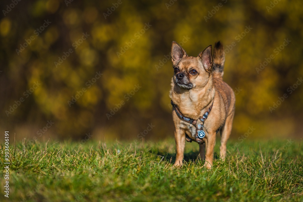 Portrait of cute small beige Chihuahua dog with harness standing on green grass. Blurry yellow and brown background. Sunny autumn day in nature.