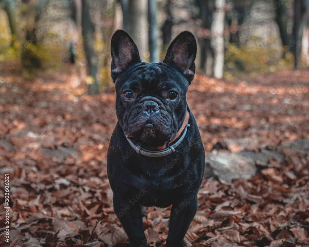 Close-up of French Bulldog Puppy in leafs background