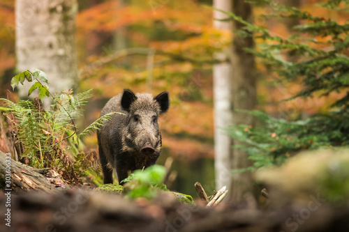Foto Wild boar in the autumn forest, natural environment, habitat, close up, Sus scro
