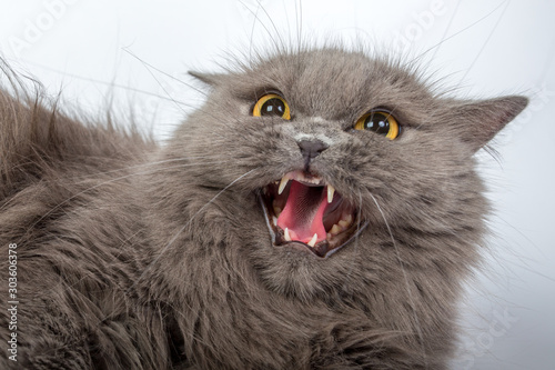 angry, hissing gray persian cat isolated on white background