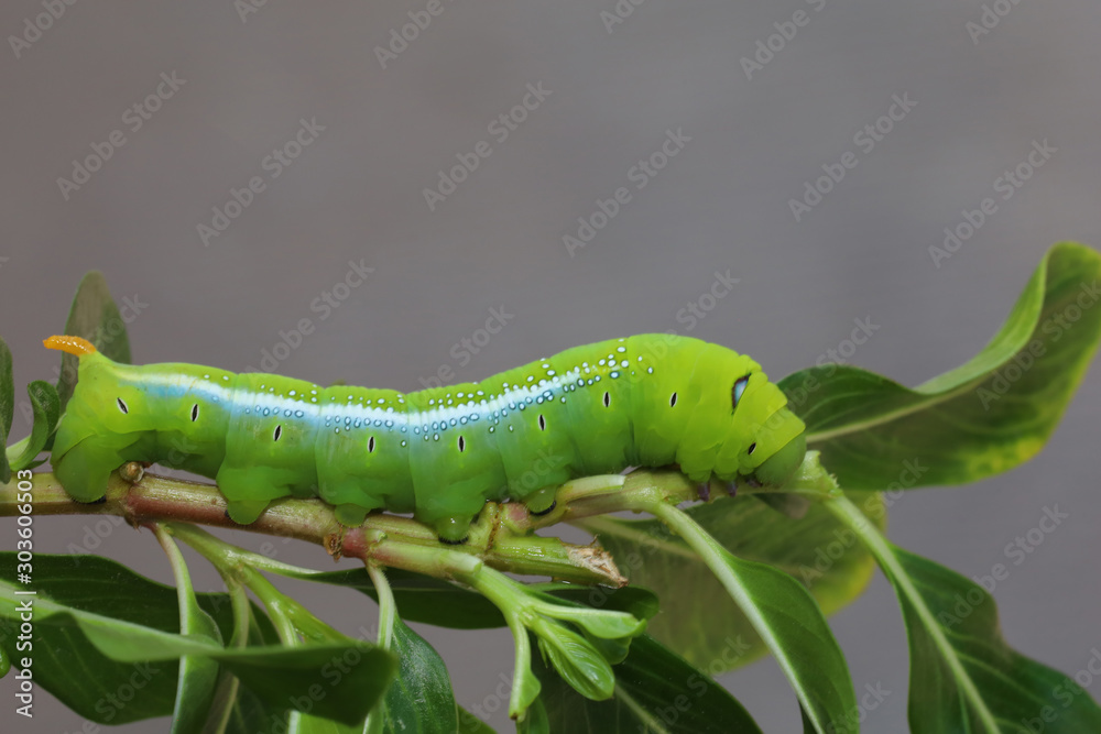 Close up green worm or Daphnis neri worm on the stick tree in nature and enviroment