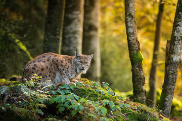 Sierkussen Lynx Euraziatische lynx van dichtbij gezien  © JAKLZDENEK