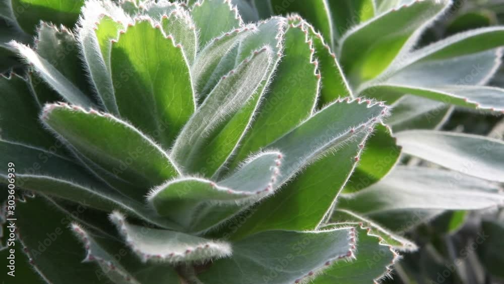 Lambs' ears is a well-known ground-covering perennial, popular for its soft, fluffy foliage. Lambs' ears is a well-known ground-covering perennial, popular for its soft, fluffy foliage.