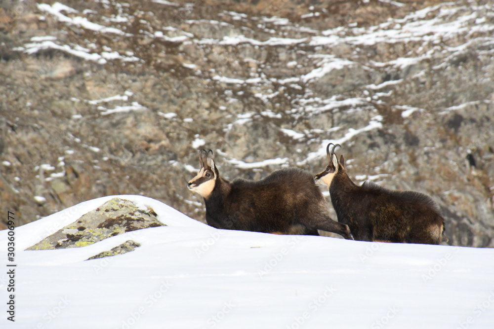 Εκτύπωση καμβά The chamois on the snow in the Gran Paradiso park