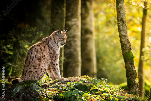 Obraz na płótnie Eurasian lynx in the natural environment, close up, Lynx lynx