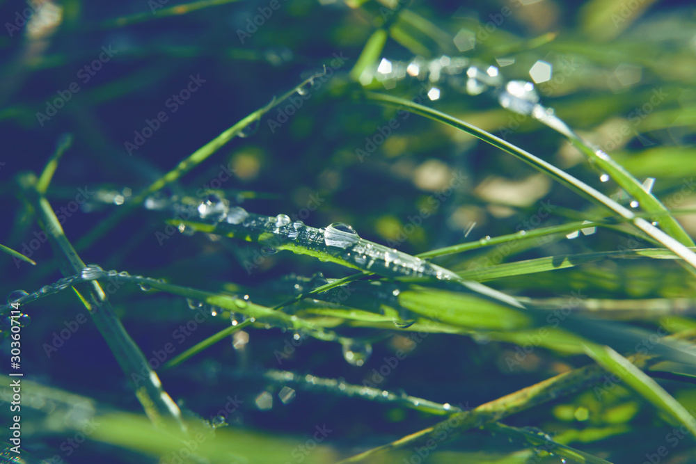 Fresh morning dew in the grassy natural meadow. Droplets of water on the green plants. Fresh morning dew in the grassy natural meadow. Droplets of water on the green plants.
