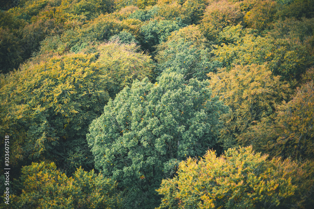 Laubwald Laubwald