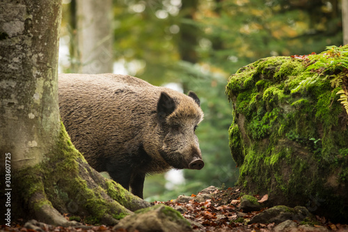 Canvas Print Wild boar in the autumn forest, natural environment, habitat, close up, Sus scro