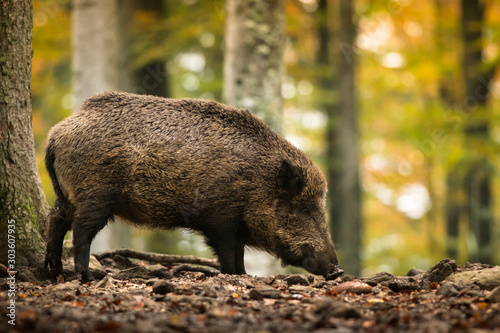 Fototapet Wild boar in the autumn forest, natural environment, habitat, close up, Sus scro