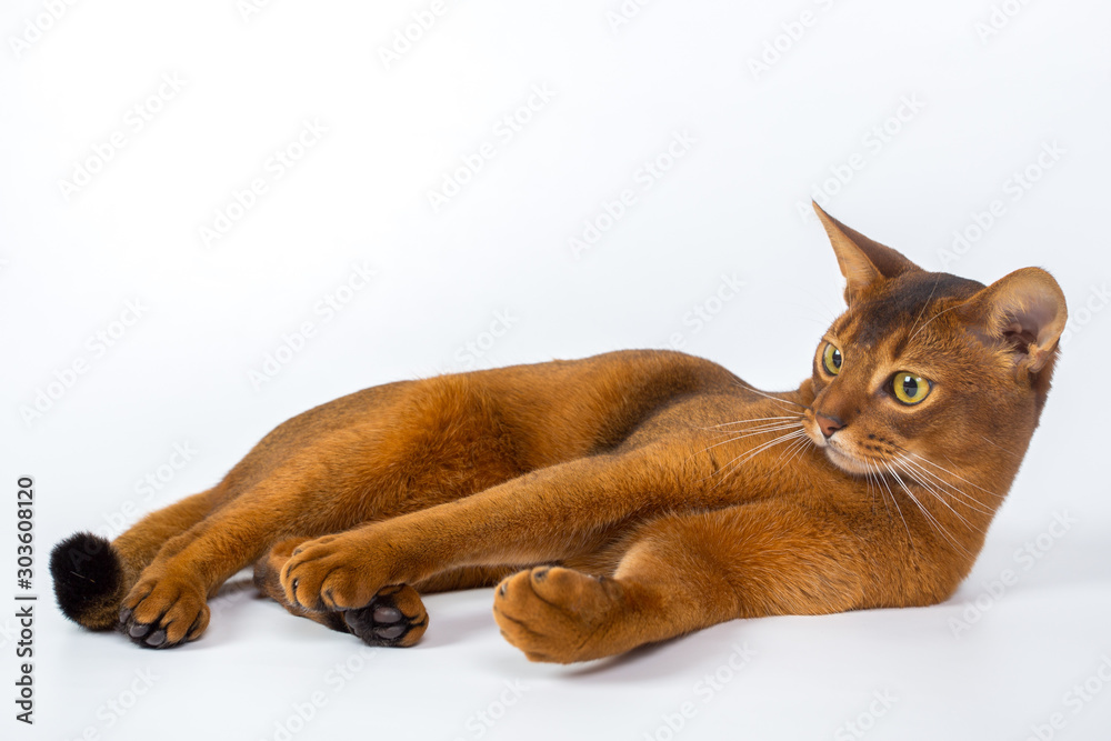 Abyssinian cat isolated on a white background studio photo