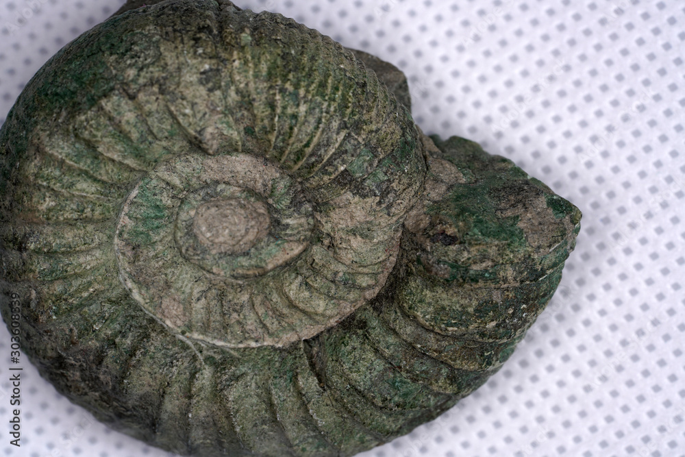 Ammonite is a fossilization of a squid enclosure, photographed here with macro lens in studio Ammonite is a fossilization of a squid enclosure, photographed here with macro lens in studio