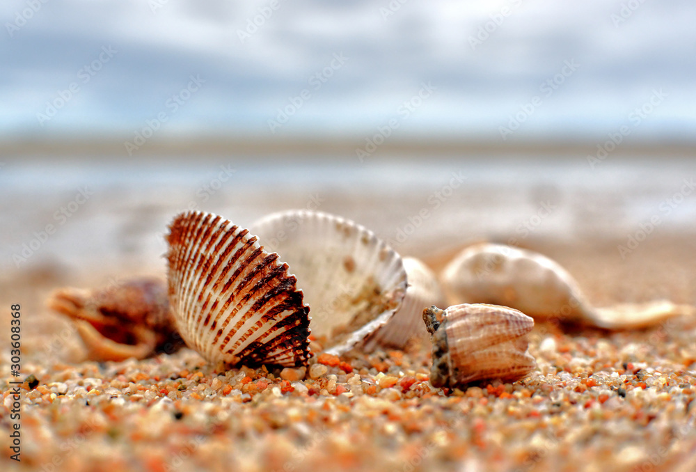Foto sea shell on the beach