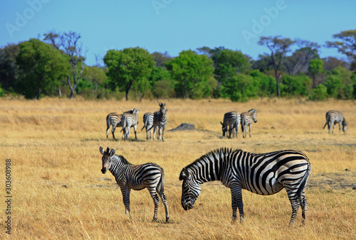 Zebra grazing on the dry yellow grass on the plains of Africa.  There is a small out of focus herd in the distance.  Hwange National Park  Zimbabwe