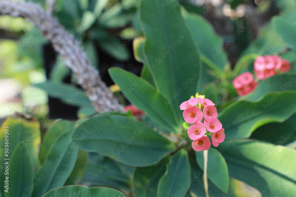 The flower of Euphorbia The flower of Euphorbia