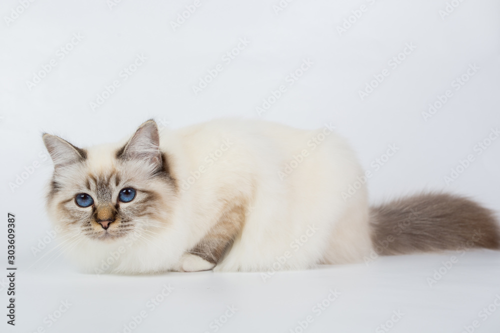 Sacred Birman Cat, birma isolated on a white background, studio photo Sacred Birman Cat, birma isolated on a white background, studio photo