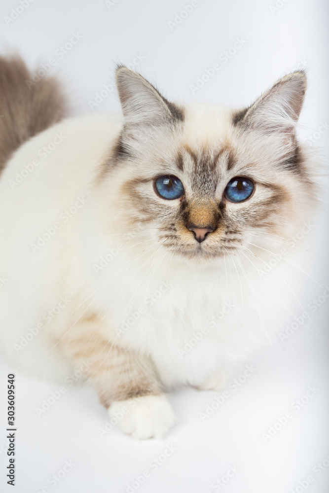 Sacred Birman Cat, birma isolated on a white background, studio photo
