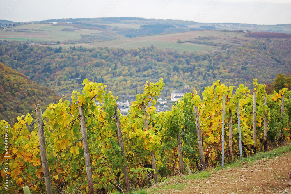 Wine yard in the Rhine river in autumn season	