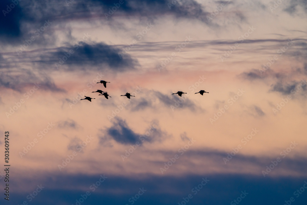 Cranes in sunset