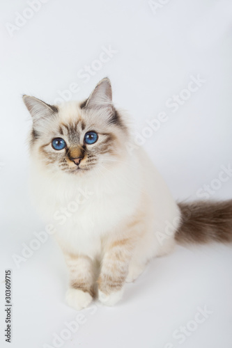 Sacred Birman Cat, birma isolated on a white background, studio photo