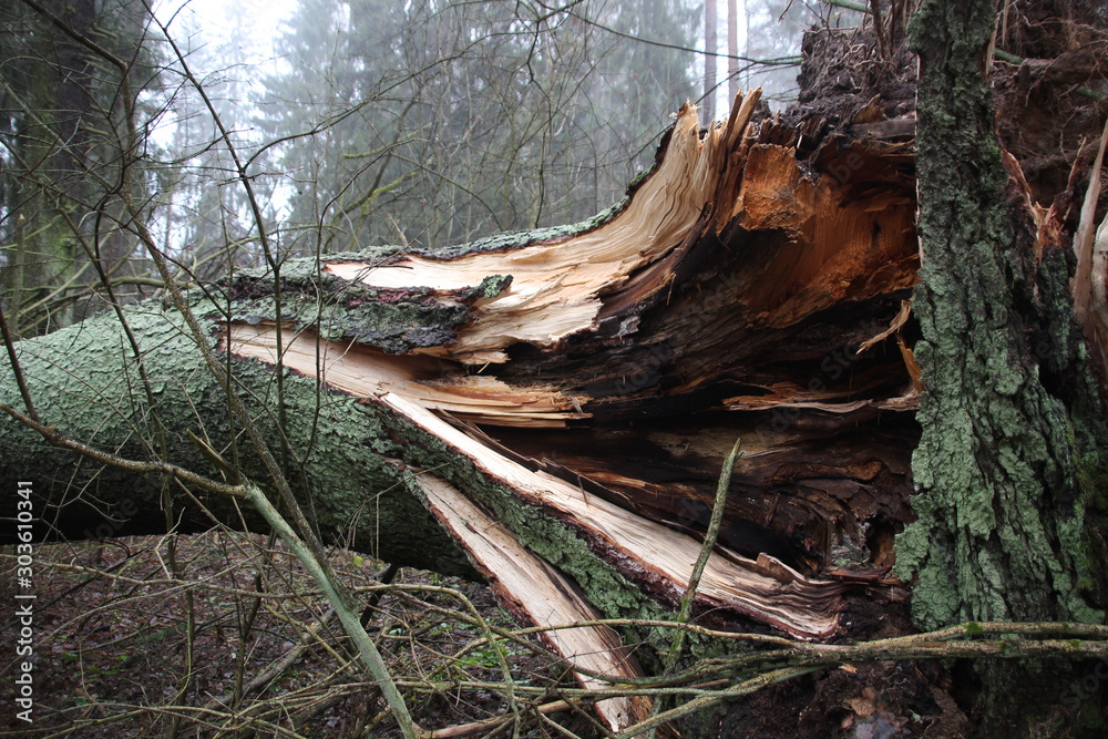 broken and fallen fir tree trunk in misty autumn forest broken and fallen fir tree trunk in misty autumn forest