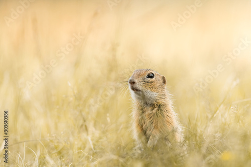 Cute ground squirrel in the natural environment, wildlife, natural habitat, Europe, Spermophilus citellus, close up © JAKLZDENEK