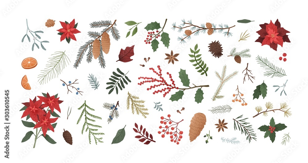 Fotografie Winter christmas plants textured illustrations set