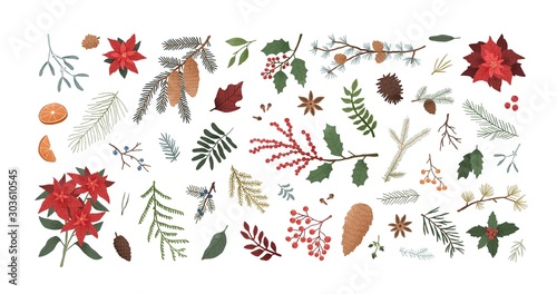 Winter christmas plants textured illustrations set. Poinsettia, spruce, pine, cedar, mistletoe and orange realistic design elements pack. Festive Xmas decor, plant branches, flora, foliage.