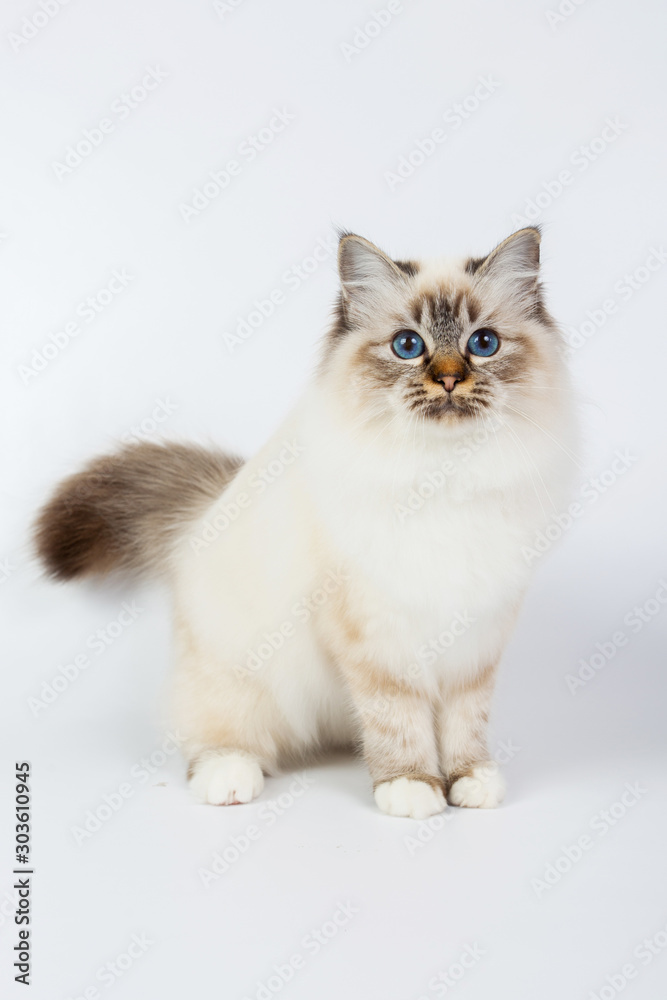 Sacred Birman Cat, birma isolated on a white background, studio photo