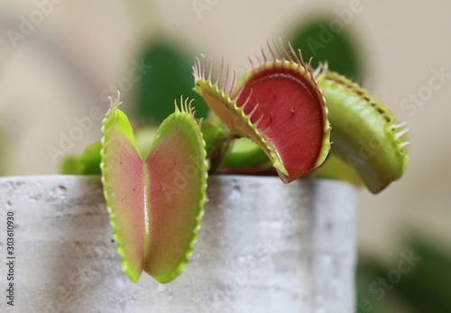 Plante carnivore Dionaea muscipula photo