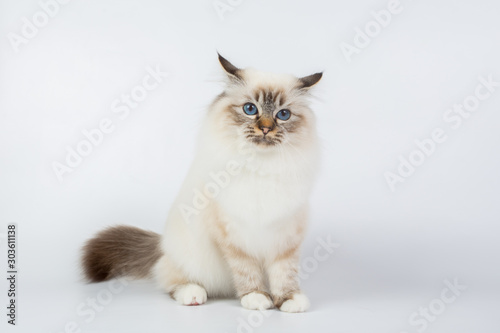 Sacred Birman Cat, birma isolated on a white background, studio photo © vadimborkin