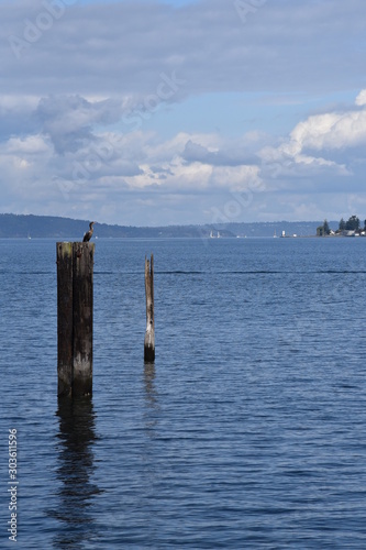 Cormorant on Piling in the Sound