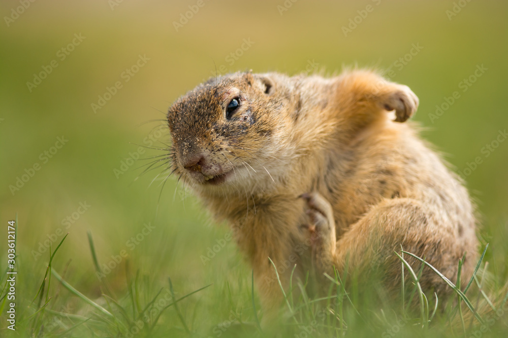 Φωτογραφία Cute ground squirrel in the natural environment, wildlife, natural habitat, Euro