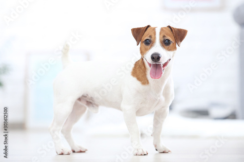 Beautiful Jack Russell Terrier dog at home