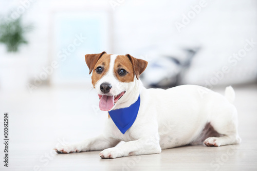 Fototapeta Naklejka Na Ścianę i Meble -  Beautiful Jack Russell Terrier dog with bandana lying at home