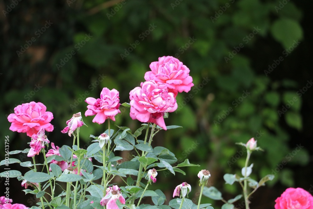 Beautiful roses on the  garden