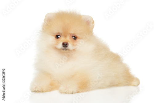 Cute Pomeranian Spitz puppy in front of white background © jagodka