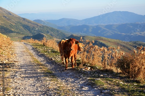 Pieria, Central Macedonia, Greece, 10/25/19. ore cows (bull) standing on a trail in the mountains on the way to Mount Olympus on a sunny day on the west side of Greece National Park.