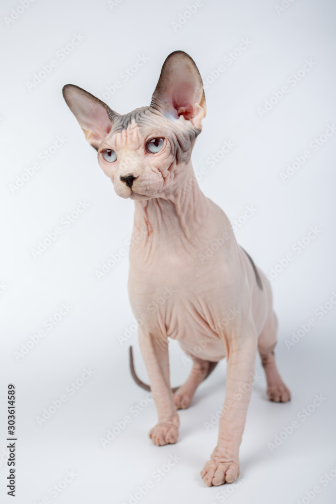 bald hairless sphinx cat isolated on a white background, studio photo