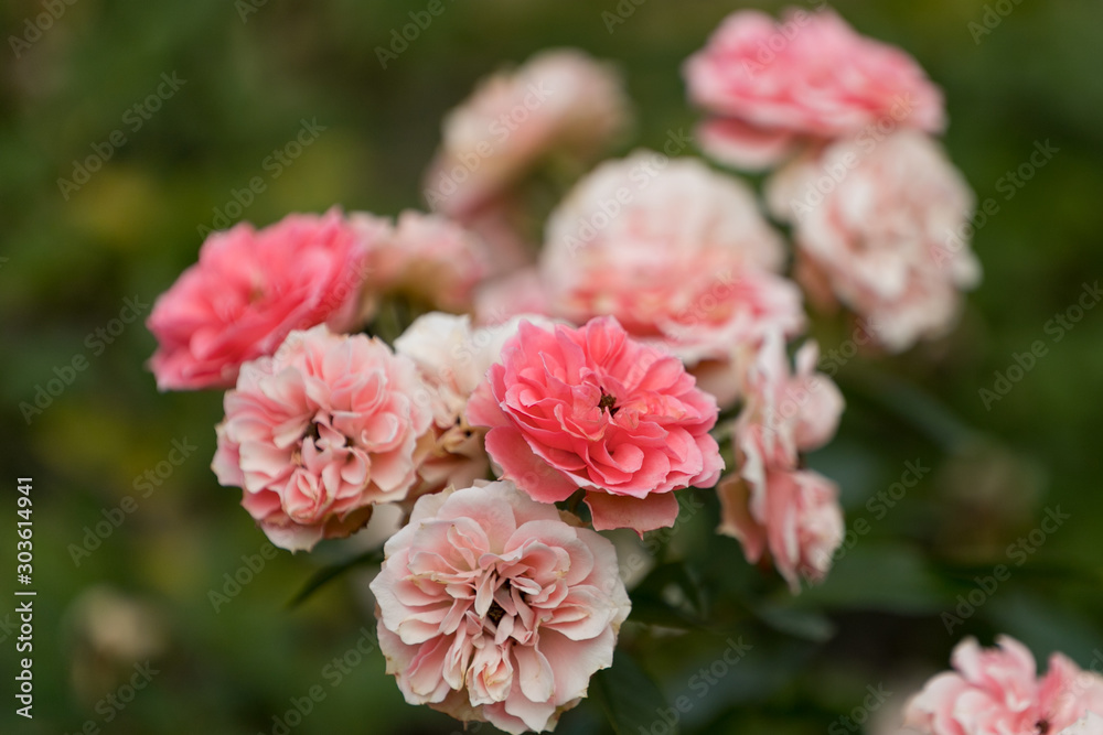 バラの花 千葉県八千代市 日本 バラの花 千葉県八千代市 日本