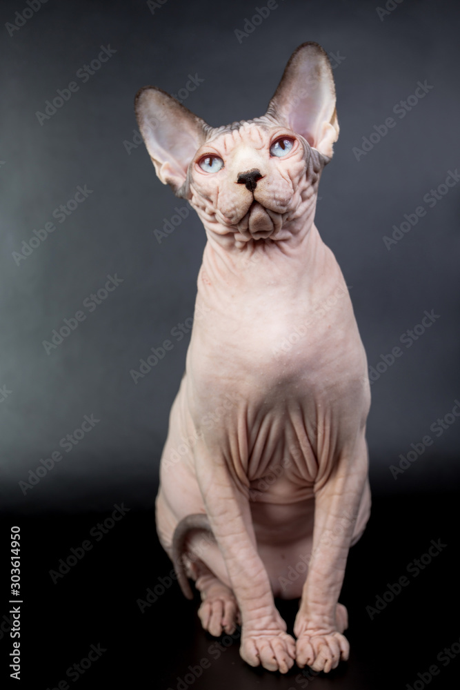 bald hairless sphinx cat isolated on a black background, studio photo