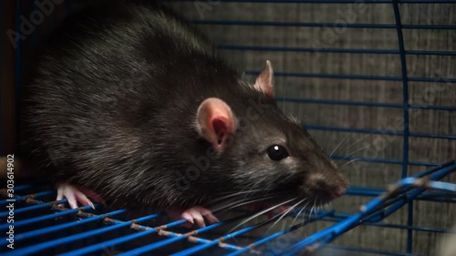 A beautiful gray rat sits in a blue cage. Symbol of the new year 2020. Symbol of astrological calendar rat. Fluffy and cute rat. Close-up of a rat. Animal 2020