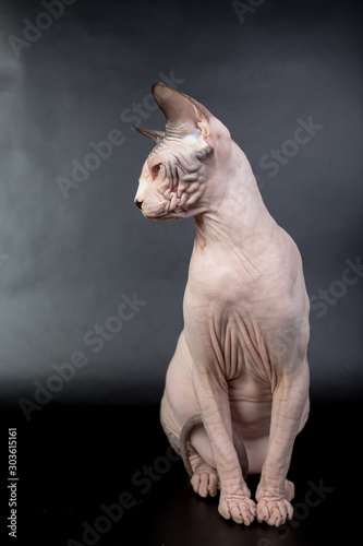 bald hairless sphinx cat isolated on a black background  studio photo