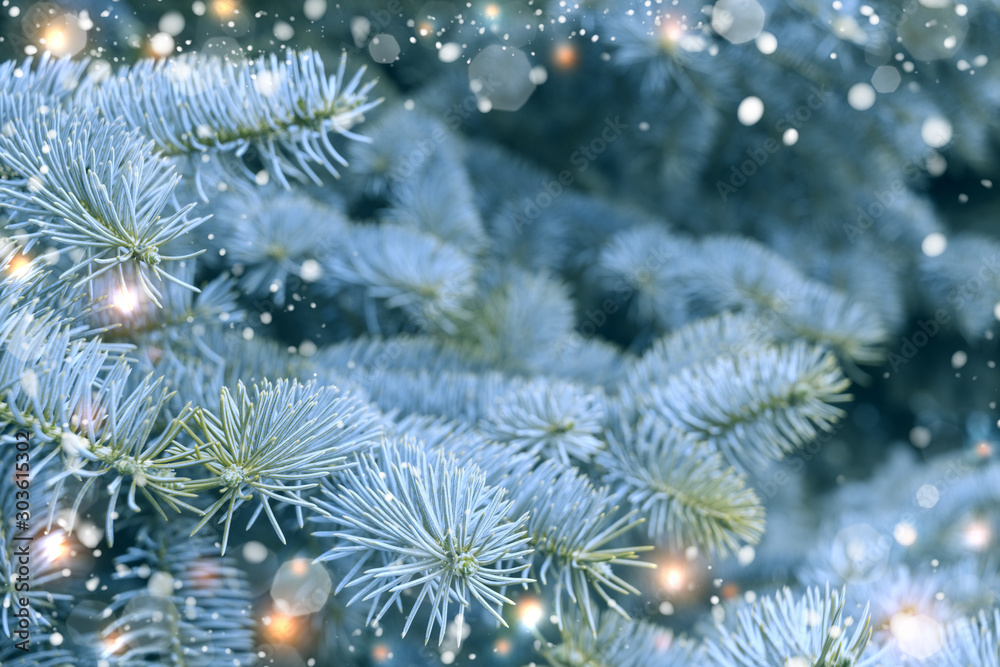 branches of blue spruce close-up. Christmas background with spruce branches, lights, snowflakes.
