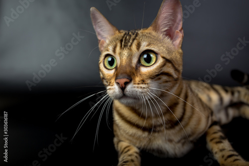 Bengal cat on a black background in the studio, isolated, bright spotted cat