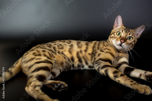 Bengal cat on a black background in the studio, isolated, bright spotted cat © vadimborkin