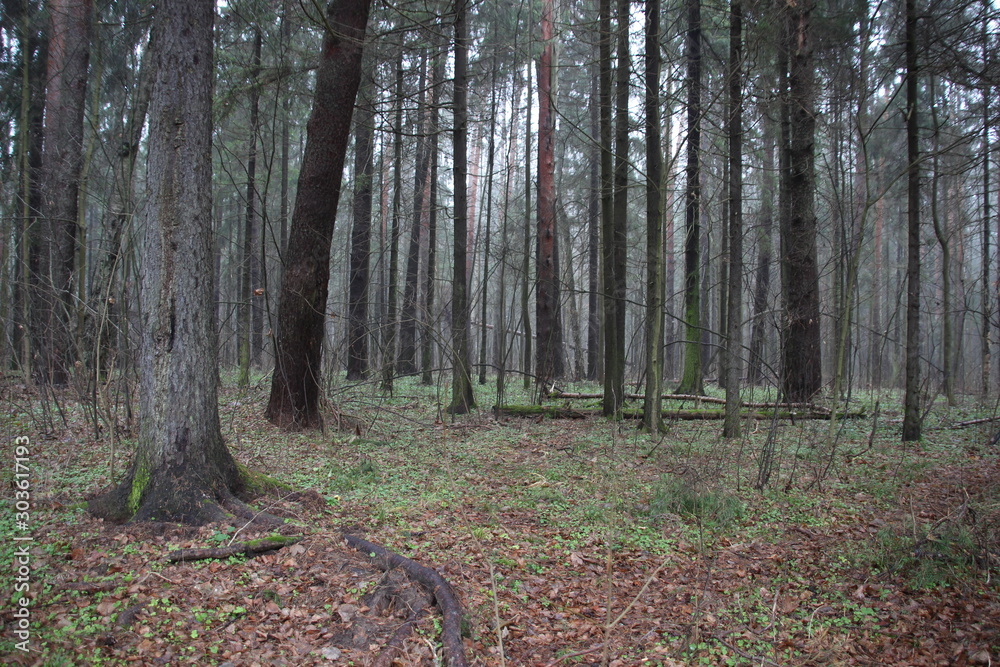 Fog in emty autumn forest among naked tree trunks Fog in emty autumn forest among naked tree trunks